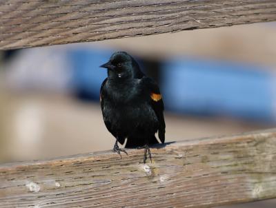 Red wing black bird sitting on fence